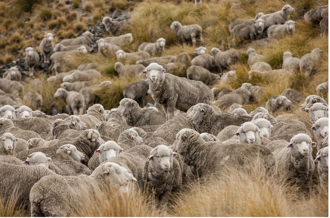 Un grande gruppo di pecore Ovis Aries Aries pascola serenamente in un paesaggio montano, simbolo di sostenibilità e qualità delle fibre Cariaggi®