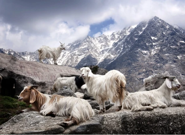 Gruppo di capre cashmere rilassate su un paesaggio montano, simbolo di un ambiente naturale e sostenibile.