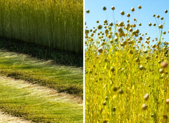Dettaglio di coltivazioni di lino, con piante rigogliose e fiori che evidenziano la qualità della fibra vegetale.