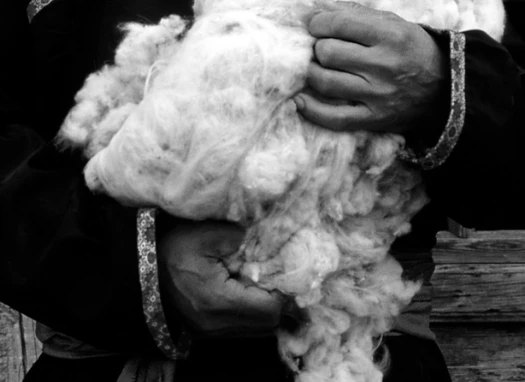 Mani che tengono fibre grezze di cashmere, rappresentando la tradizione e la cura artigianale nel rispetto delle risorse naturali.