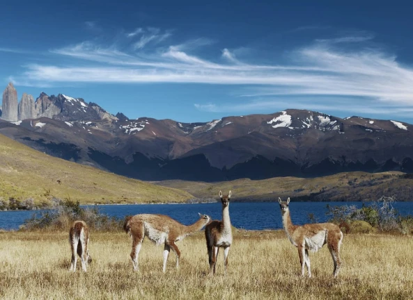 Gruppo di vicuñas su un altopiano andino, circondato da montagne e laghi, simbolo della loro habitat naturale.