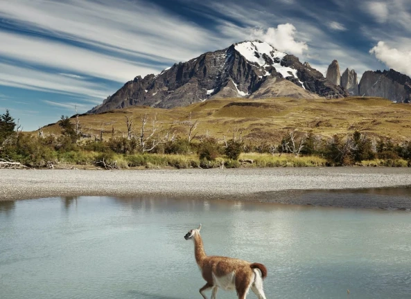 Vicuña che cammina lungo un fiume, con una vista mozzafiato delle montagne andine sullo sfondo.