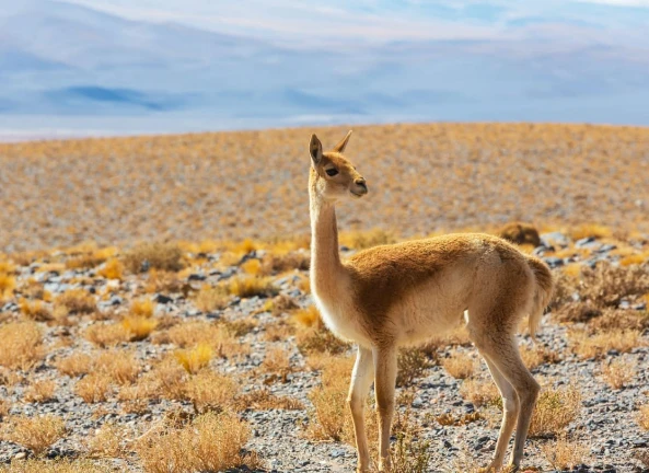 Vicuña in Alta Cordigliera